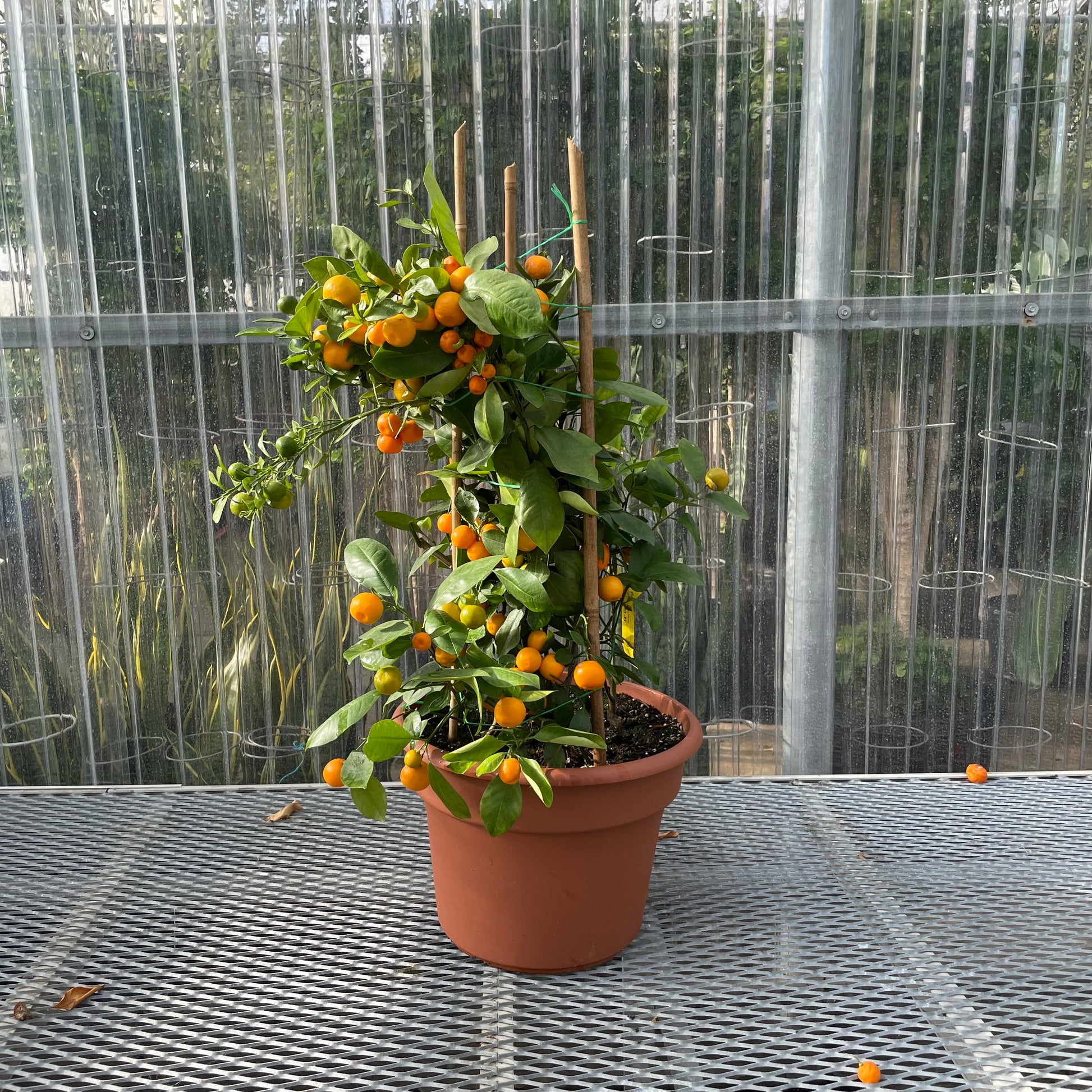 Calamansi/Calamondin Bush (Citrofortunella microcarpa) in a 14 inch pot. Indoor plant for sale by Promise Supply for delivery and pickup in Toronto