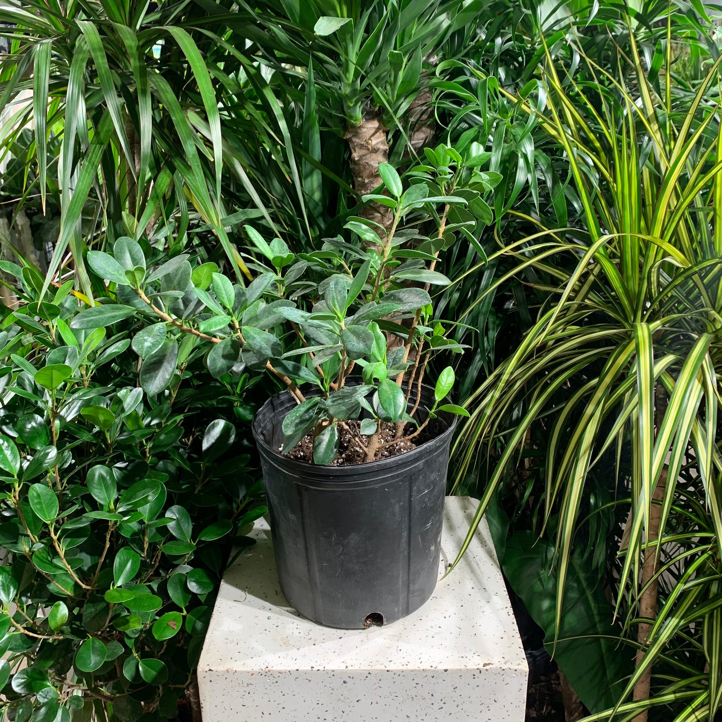 Green Island Figs (Ficus microcarpa 'Green Island') in a 10 inch pot. Indoor plant for sale by Promise Supply for delivery and pickup in Toronto