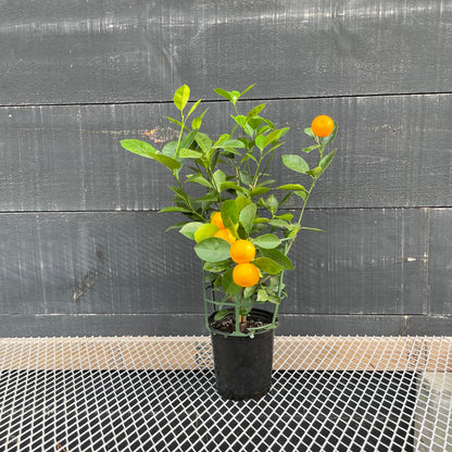 Calamansi/Calamondin Bush (Citrofortunella microcarpa) in a 6 inch pot. Indoor plant for sale by Promise Supply for delivery and pickup in Toronto