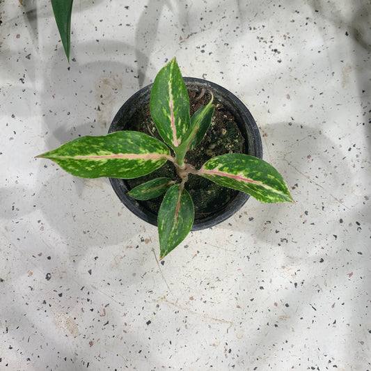 Star Shaining Chinese Evergreen (Aglaonema 'Star Shining') in a 4 inch pot. Indoor plant for sale by Promise Supply for delivery and pickup in Toronto