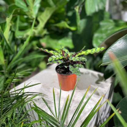 Rattlesnake Calathea (Goeppertia lancifolia) in a 4 inch pot. Indoor plant for sale by Promise Supply for delivery and pickup in Toronto