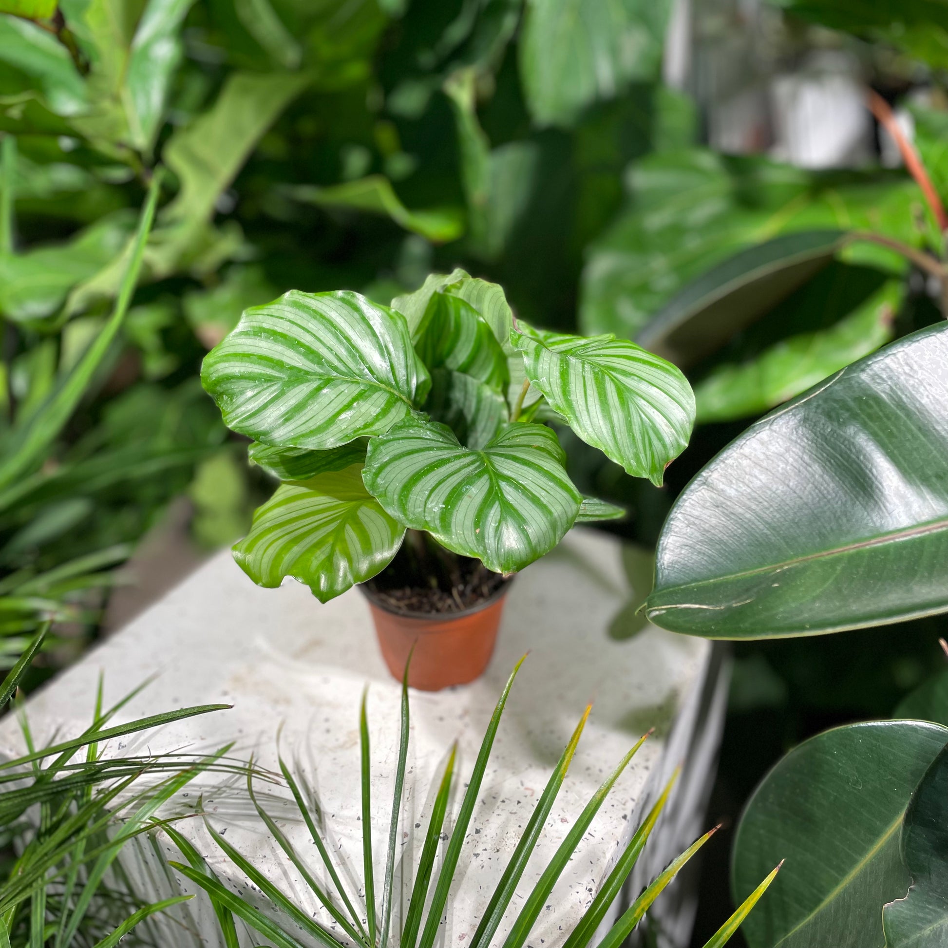 Calathea (Goeppertia orbifolia) in a 4 inch pot. Indoor plant for sale by Promise Supply for delivery and pickup in Toronto