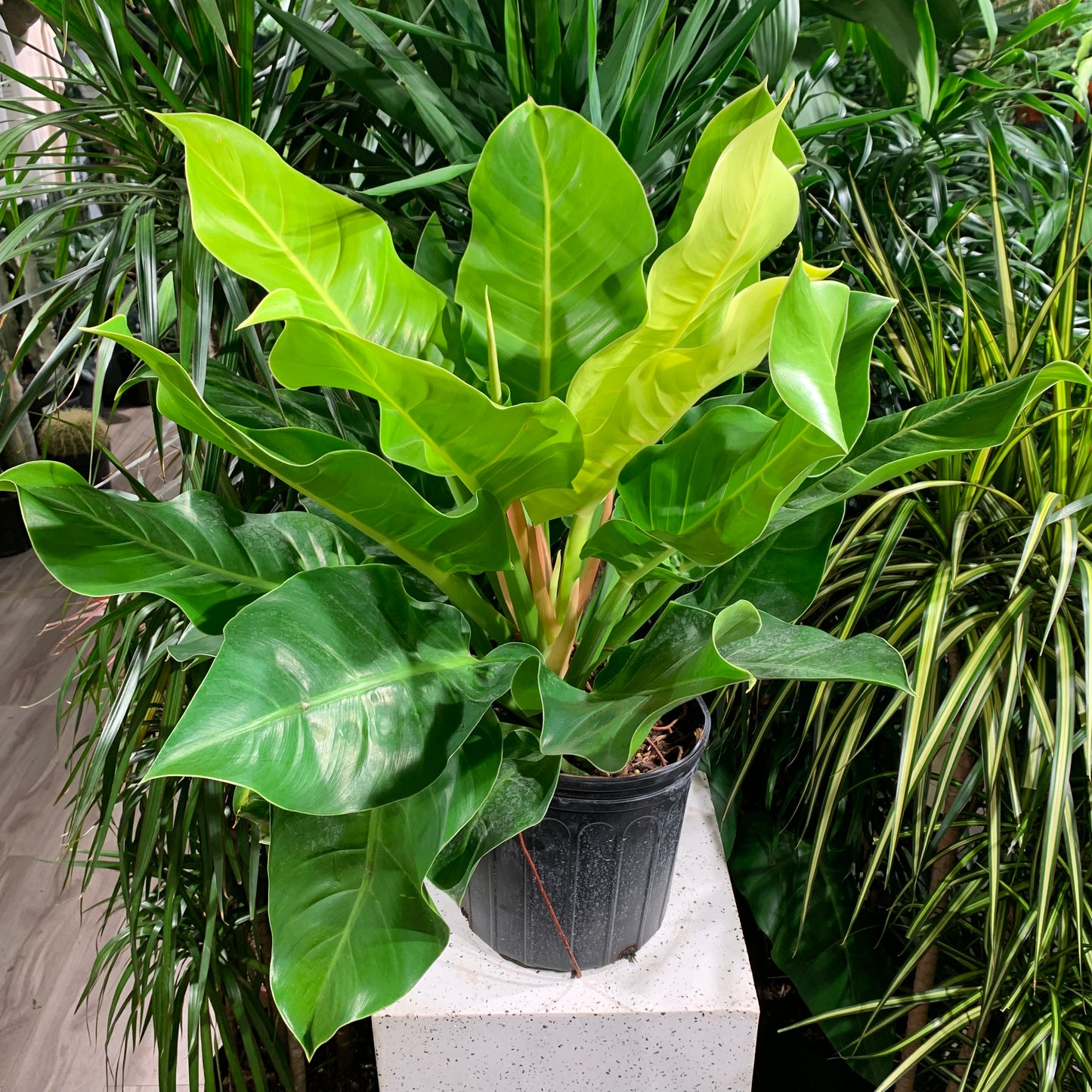 Moonlight Philo (Philodendron) in a 10 inch pot. Indoor plant for sale by Promise Supply for delivery and pickup in Toronto