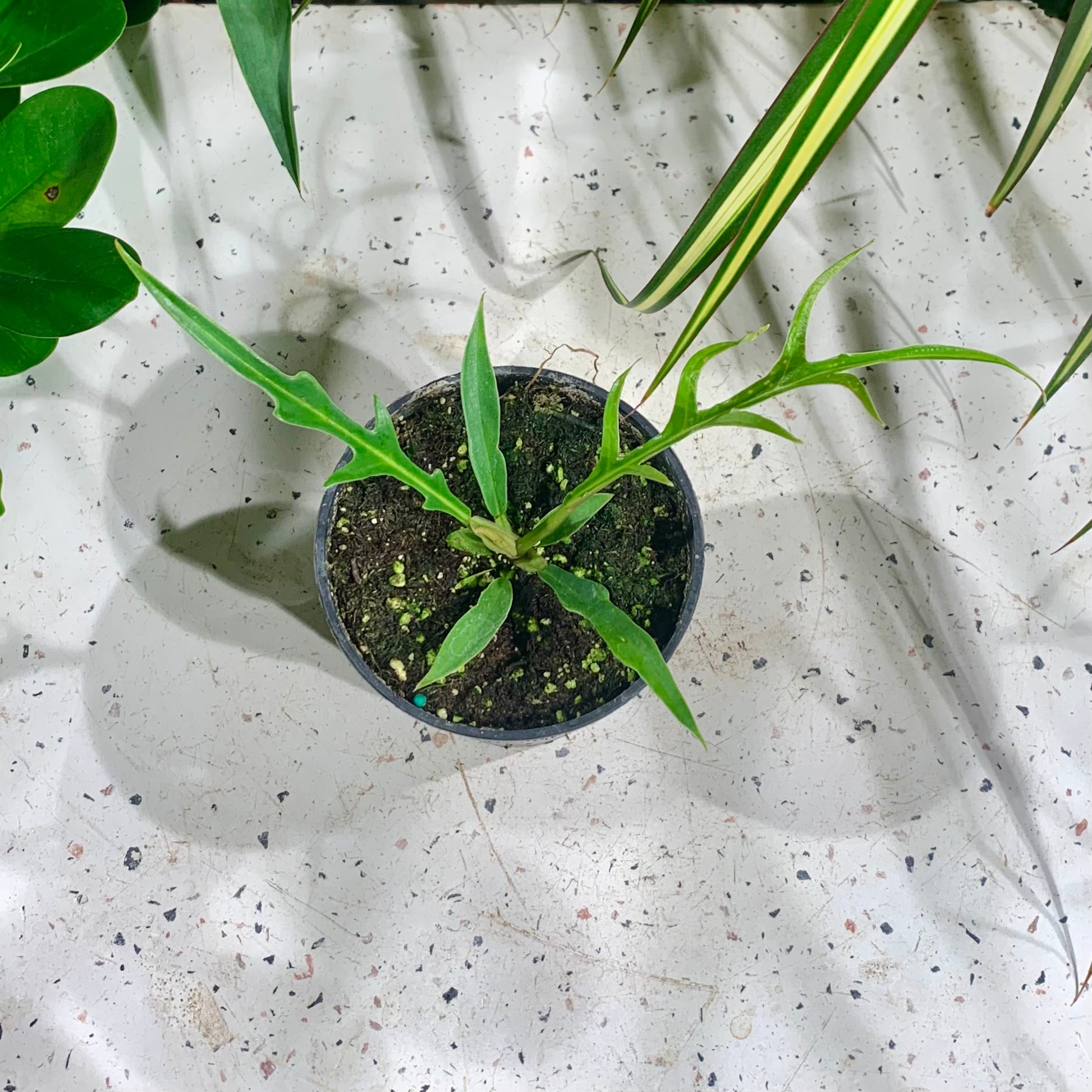 Philo Tortum (Philodendron bipinattifidum 'Tortum') in a 4 inch pot. Indoor plant for sale by Promise Supply for delivery and pickup in Toronto