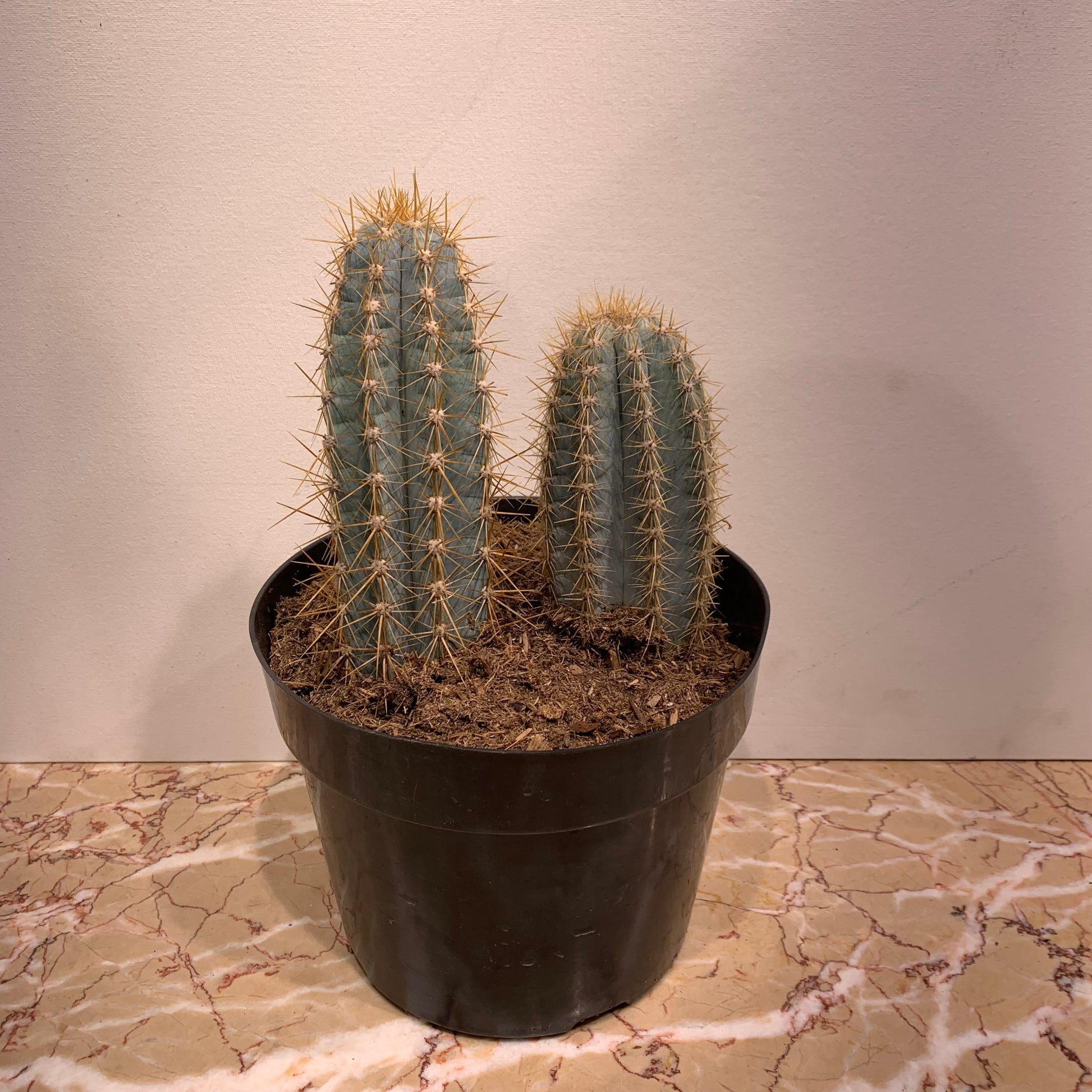 Blue Candle Cactus (Myrtillocactus) in a 8 inch pot. Indoor plant for sale by Promise Supply for delivery and pickup in Toronto