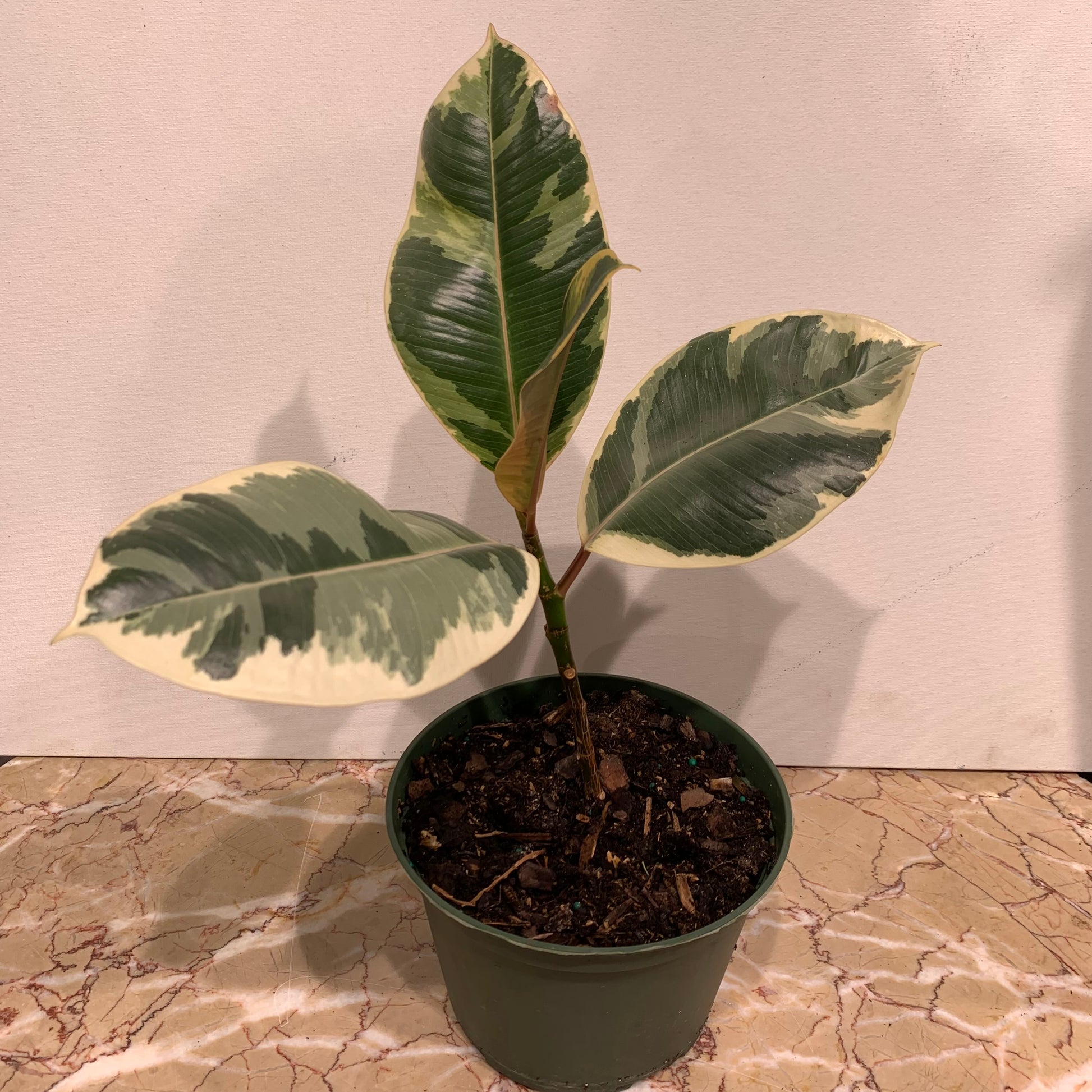 Variegated Rubber Plant (Ficus elastica) in a 6 inch pot. Indoor plant for sale by Promise Supply for delivery and pickup in Toronto