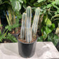 Blue Candle Cactus (Cereus) in a 12 inch pot. Indoor plant for sale by Promise Supply for delivery and pickup in Toronto