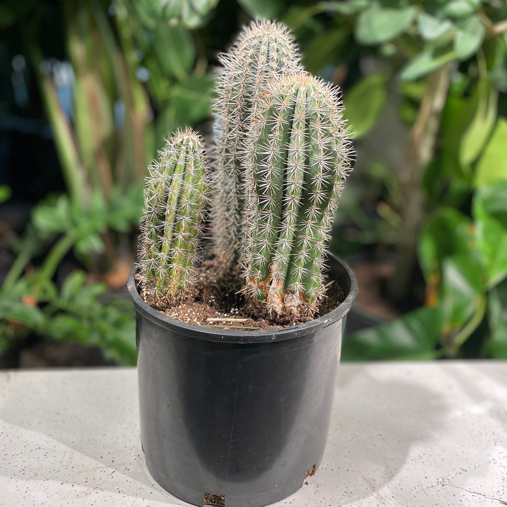 Elephant Cactus (Trichocereus grandiflorus) in a 12 inch pot. Indoor plant for sale by Promise Supply for delivery and pickup in Toronto