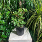 Jade Tree (Crassula ovata) in a 6 inch pot. Indoor plant for sale by Promise Supply for delivery and pickup in Toronto