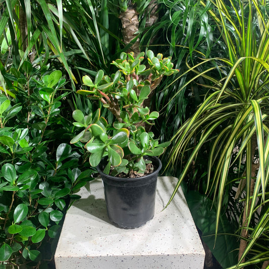 Jade Tree (Crassula ovata) in a 6 inch pot. Indoor plant for sale by Promise Supply for delivery and pickup in Toronto