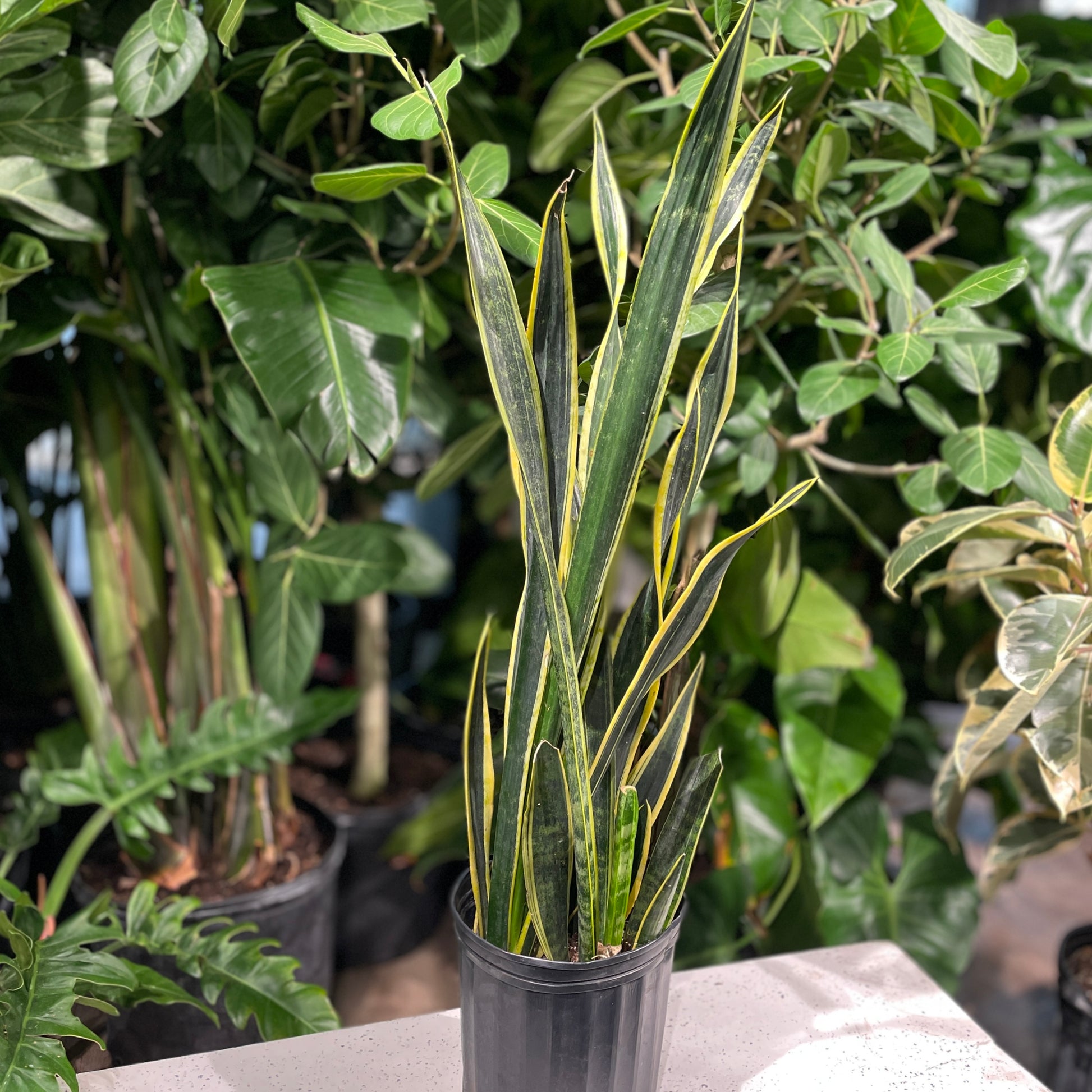 Snake Plant, Mother in Law's Tongue, Viper's Bowstring Hemp (Sansevieria trifasciata) in a 10 inch pot. Indoor plant for sale by Promise Supply for delivery and pickup in Toronto