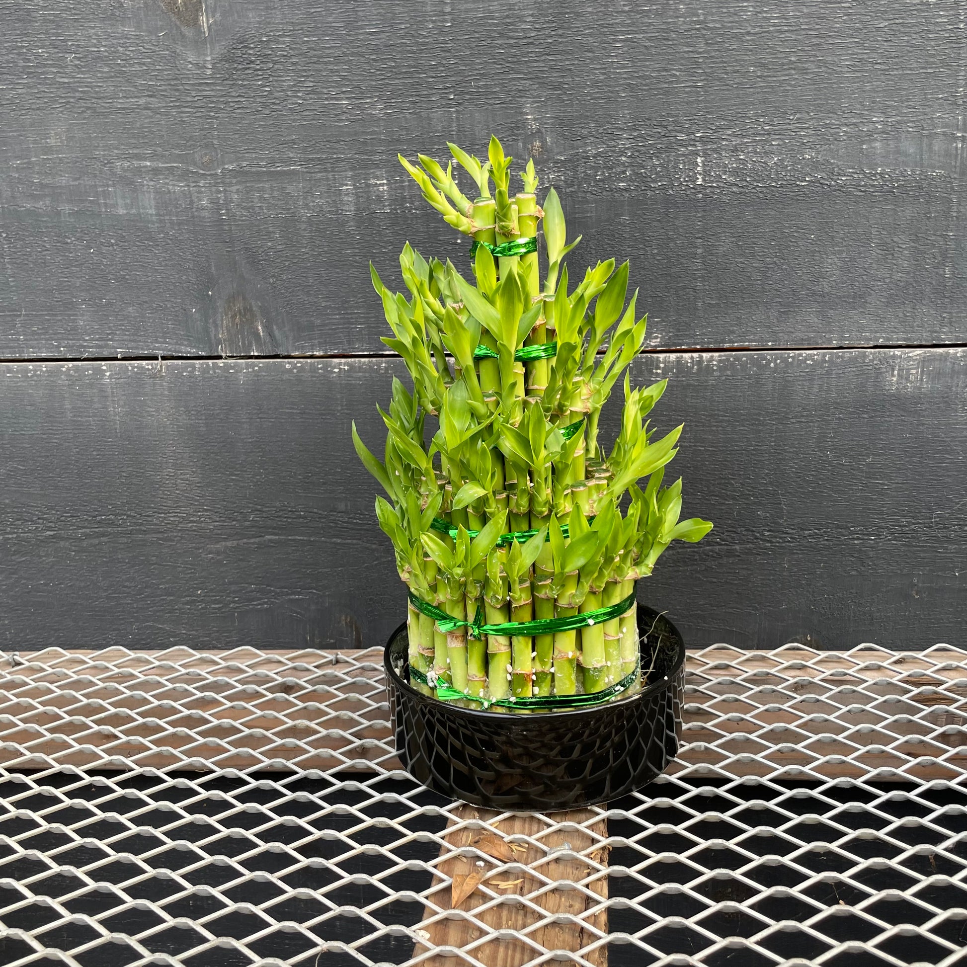 tall lucky bamboo for sale Lucky Bamboo: Dracaena Sanderiana - 10" Pot