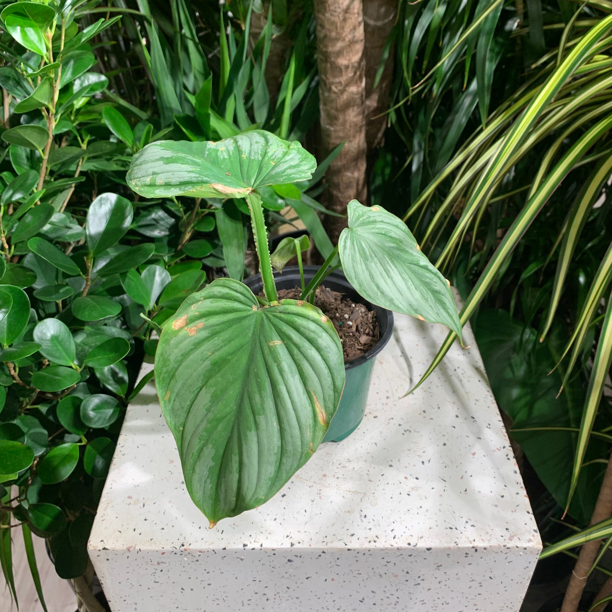 Silver Philodendron (Philodendron 'Mamei') in a 6 inch pot. Indoor plant for sale by Promise Supply for delivery and pickup in Toronto
