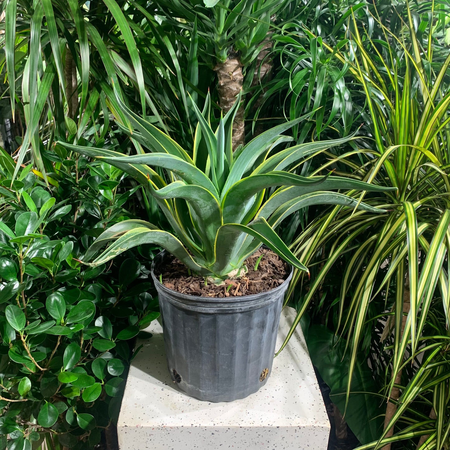 Variegated Agave (Agave deserti 'Variegata') in a 10 inch pot. Indoor plant for sale by Promise Supply for delivery and pickup in Toronto