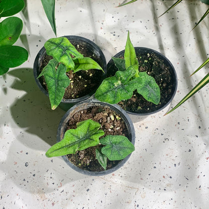 Elephant Ear (Alocasia maharani) in a 4 inch pot. Indoor plant for sale by Promise Supply for delivery and pickup in Toronto