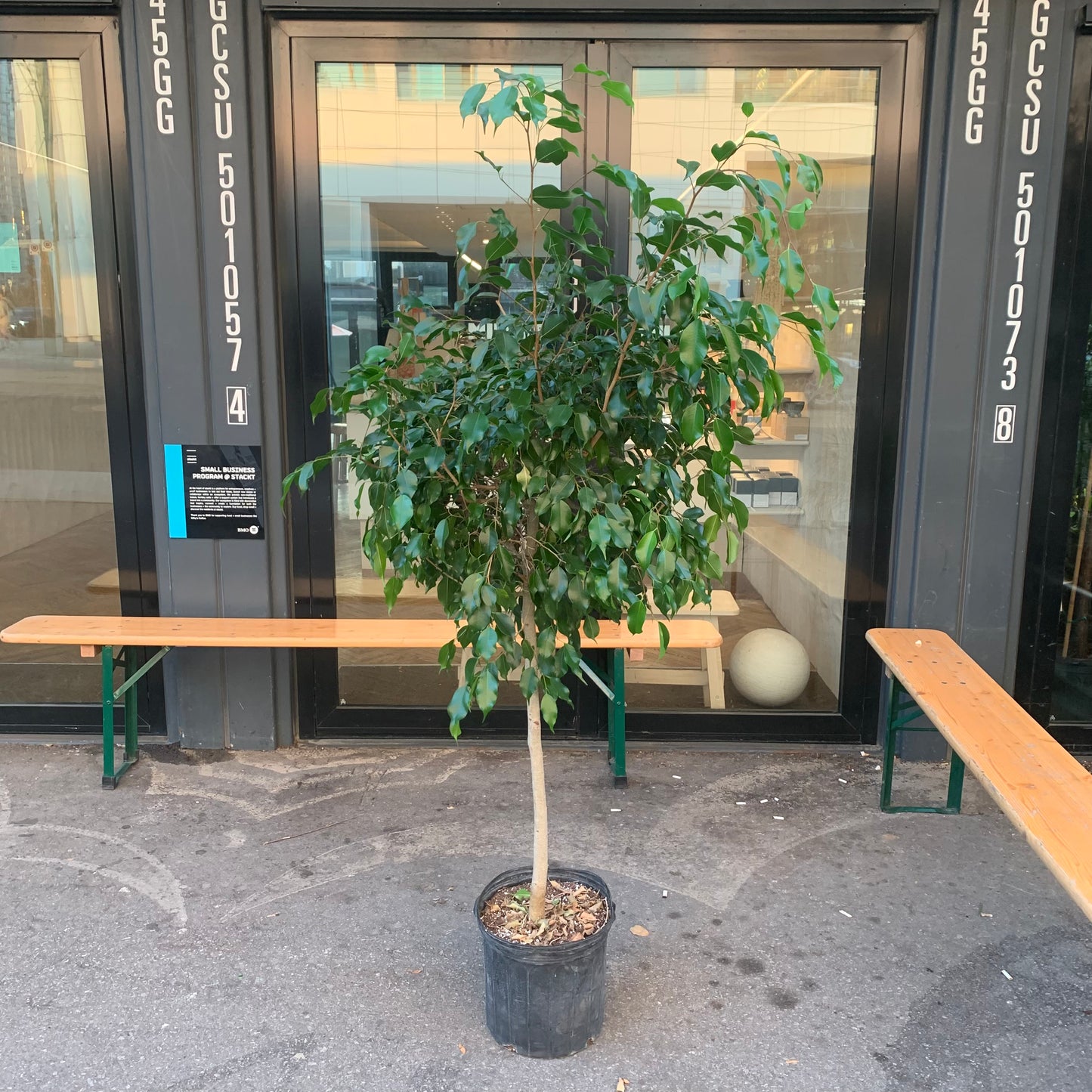Weeping Fig Tree (Ficus benjamina) in a 12 inch pot. Indoor plant for sale by Promise Supply for delivery and pickup in Toronto