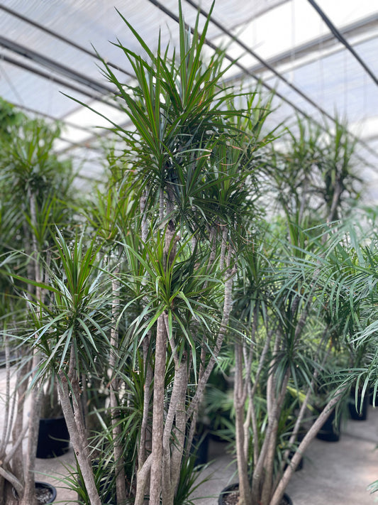 Character Dragon Tree (Dracaena Marginata) in a 17 inch pot. Indoor plant for sale by Promise Supply for delivery and pickup in Toronto
