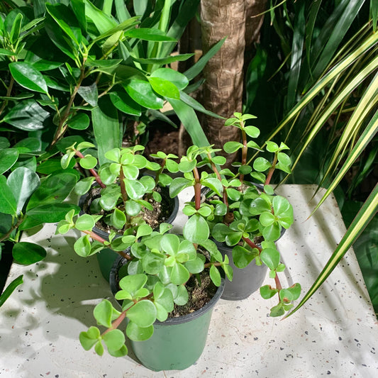 Elephant Jade (Portulacaria afra) in a 4 inch pot. Indoor plant for sale by Promise Supply for delivery and pickup in Toronto