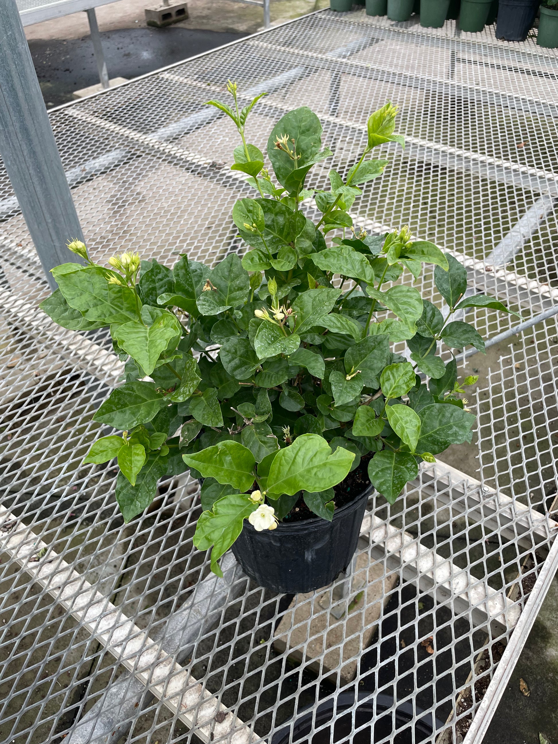 Maid of Orleans Jasmine (Jasminum sambac) in a 8 inch pot. Indoor plant for sale by Promise Supply for delivery and pickup in Toronto