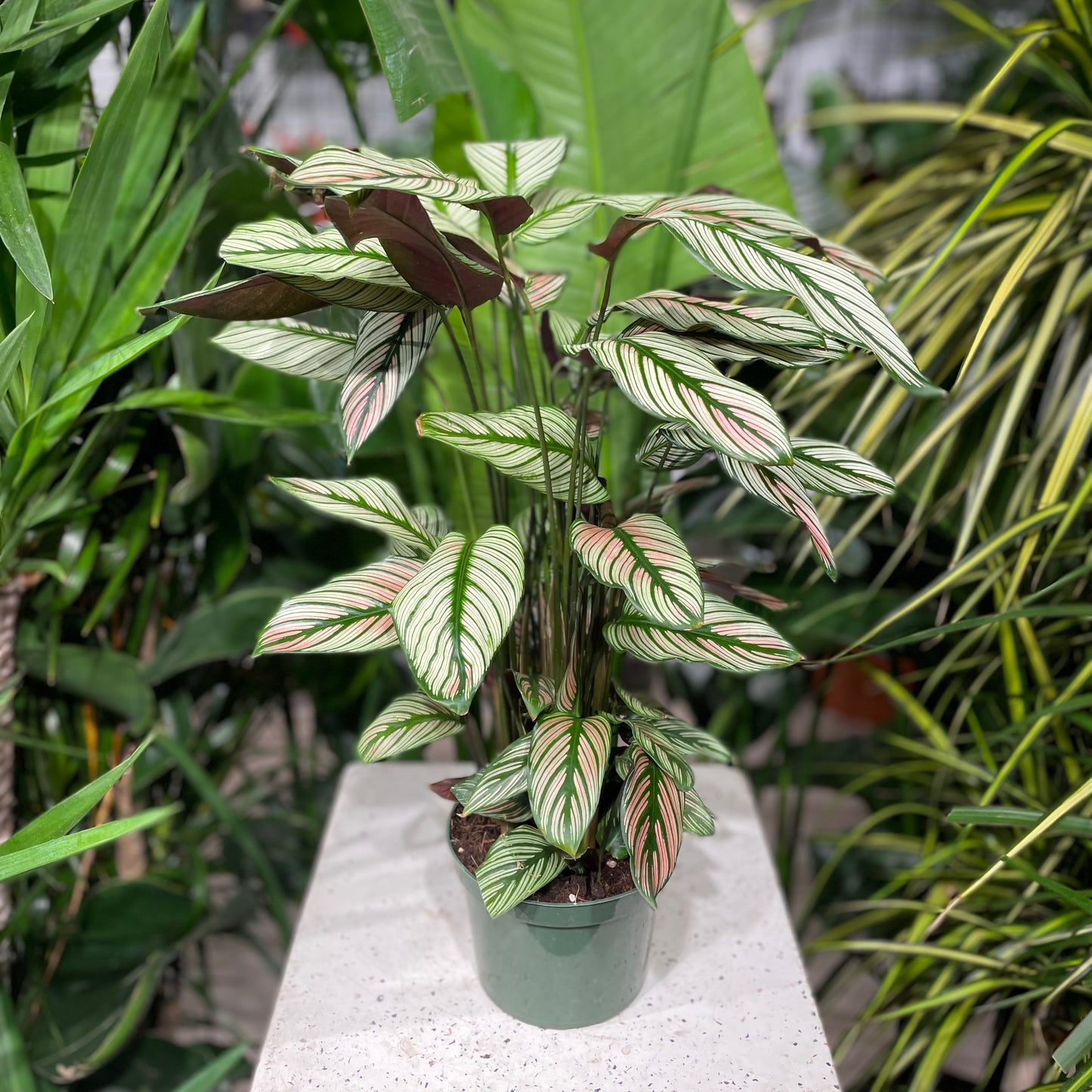 Rattlesnake Calathea (Goeppertia lancifolia) in a 6 inch pot. Indoor plant for sale by Promise Supply for delivery and pickup in Toronto