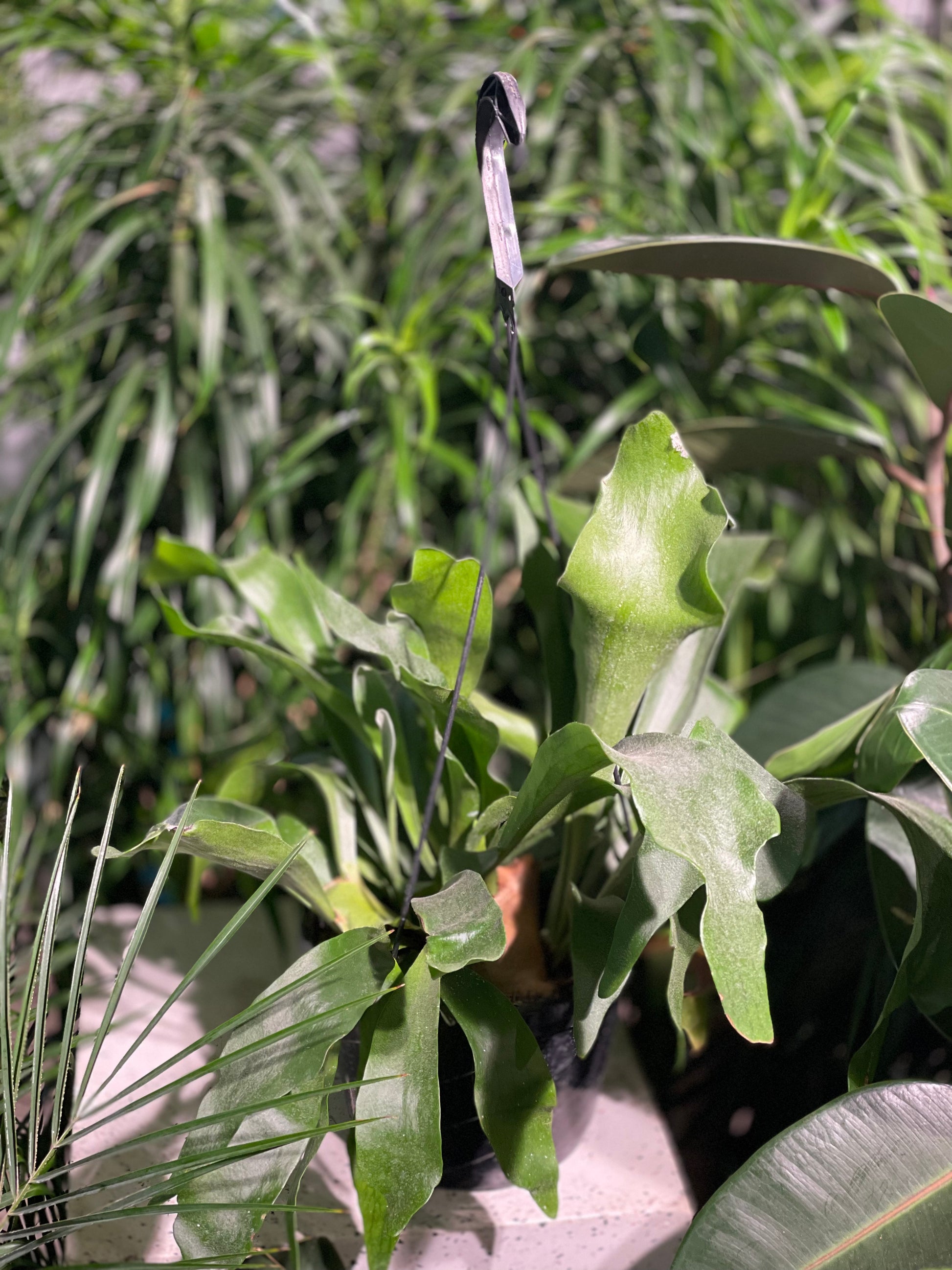 Staghorn Fern (Platycerium bifurcatum) in a 8 inch pot. Indoor plant for sale by Promise Supply for delivery and pickup in Toronto