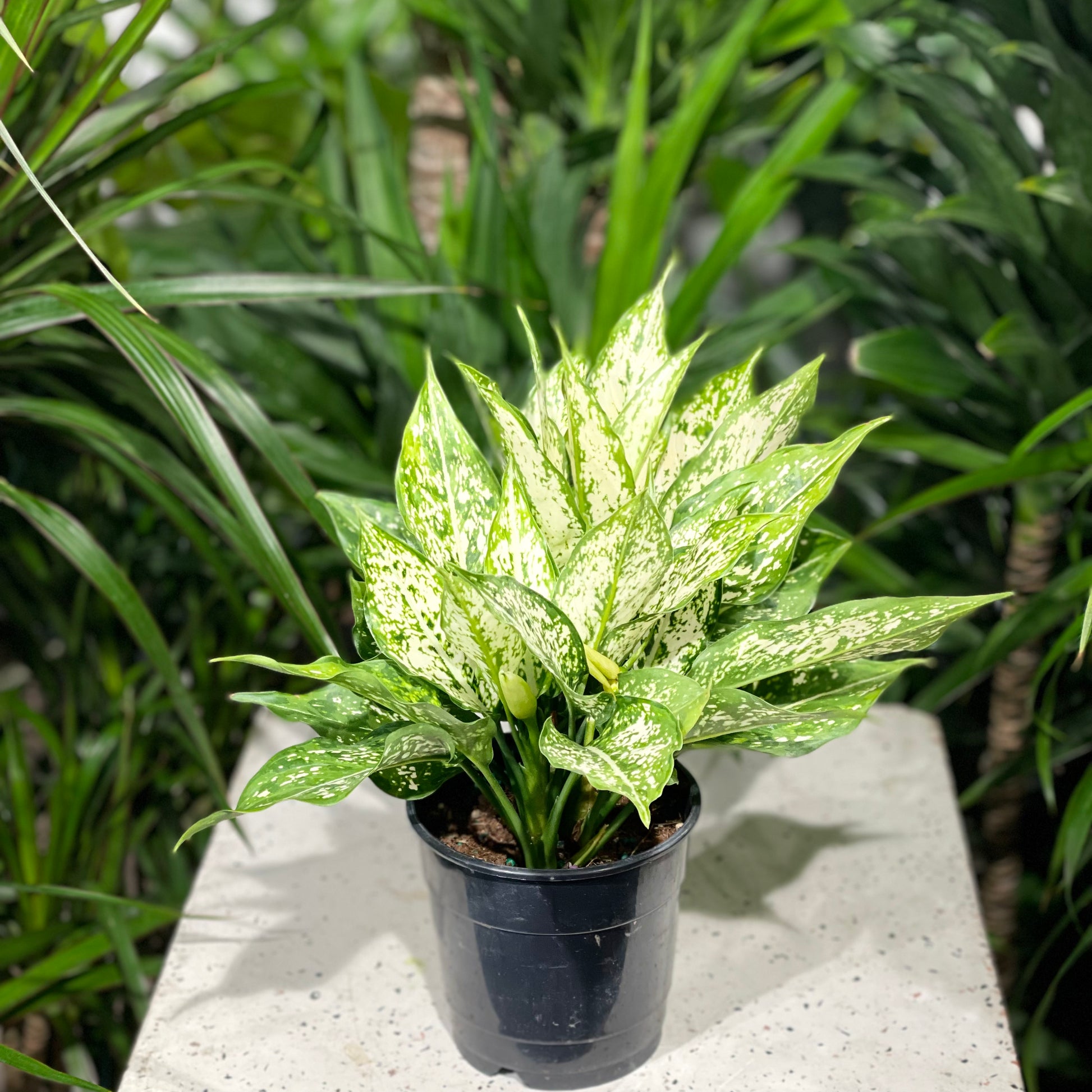 aglaonema osaka white Spring Snow Chinese Evergreen - 5" Pot