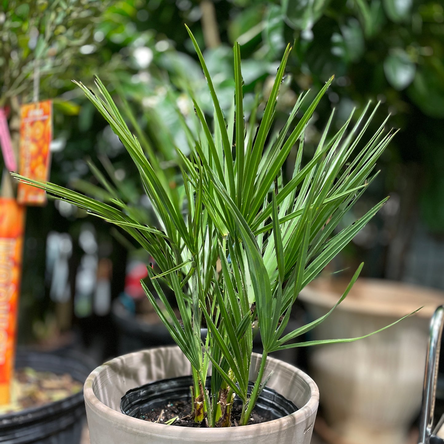 European Fan Palm (Chamaerops humilis) in a 10 inch pot. Indoor plant for sale by Promise Supply for delivery and pickup in Toronto