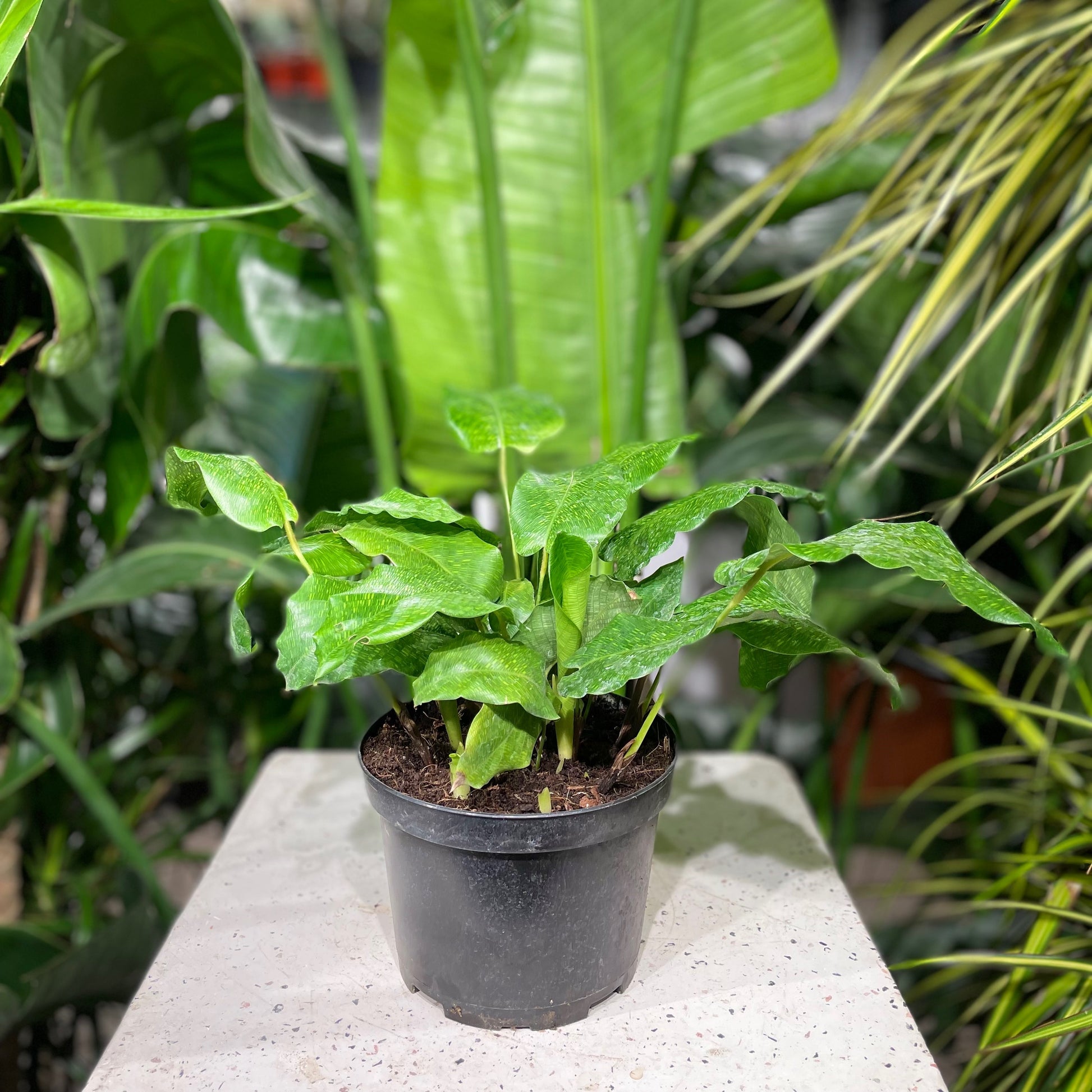 Calathea Musaica (Goeppertia lancifolia) in a 6 inch pot. Indoor plant for sale by Promise Supply for delivery and pickup in Toronto
