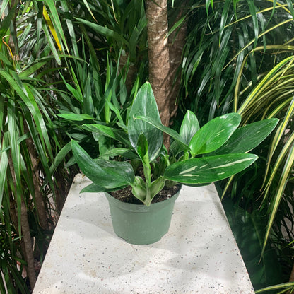 Albo ‘Variegata' Monstera (Monstera standleyana) in a 6 inch pot. Indoor plant for sale by Promise Supply for delivery and pickup in Toronto