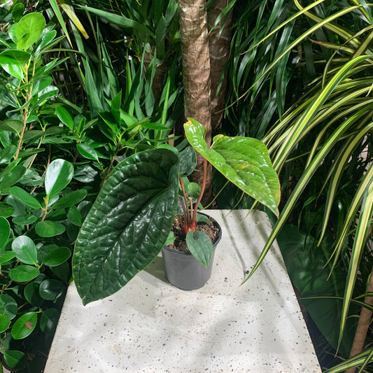 Quilted Hearts Anthurium (Anthurium Radicans x Luxurians) in a 4 inch pot. Indoor plant for sale by Promise Supply for delivery and pickup in Toronto