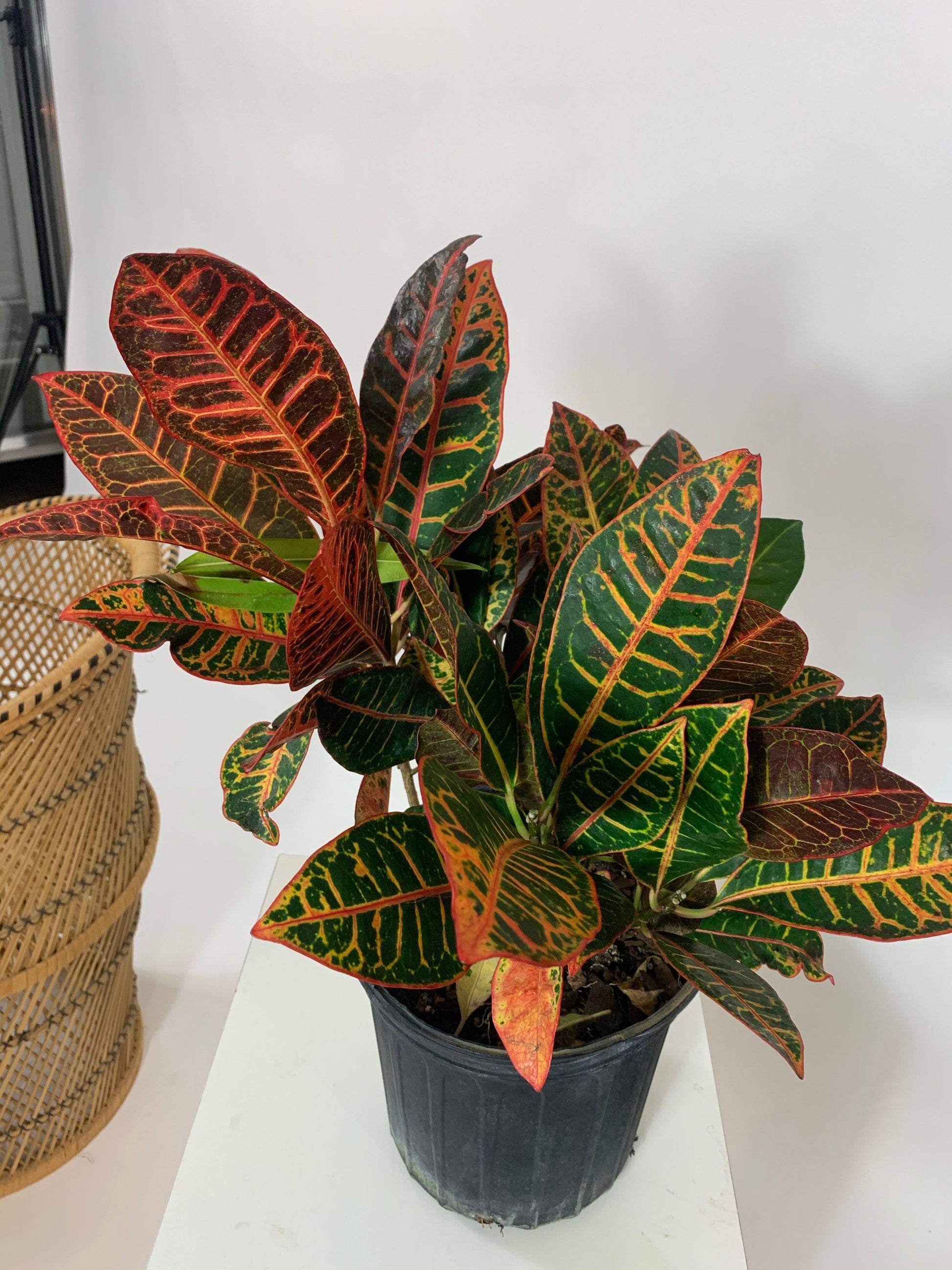 Croton (Codiaeum variegatum) in a 10 inch pot. Indoor plant for sale by Promise Supply for delivery and pickup in Toronto