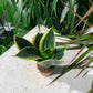 Birds Nest Snake Plant (Sansevieria hahnii 'Black Gold') in a 2 inch pot. Indoor plant for sale by Promise Supply for delivery and pickup in Toronto