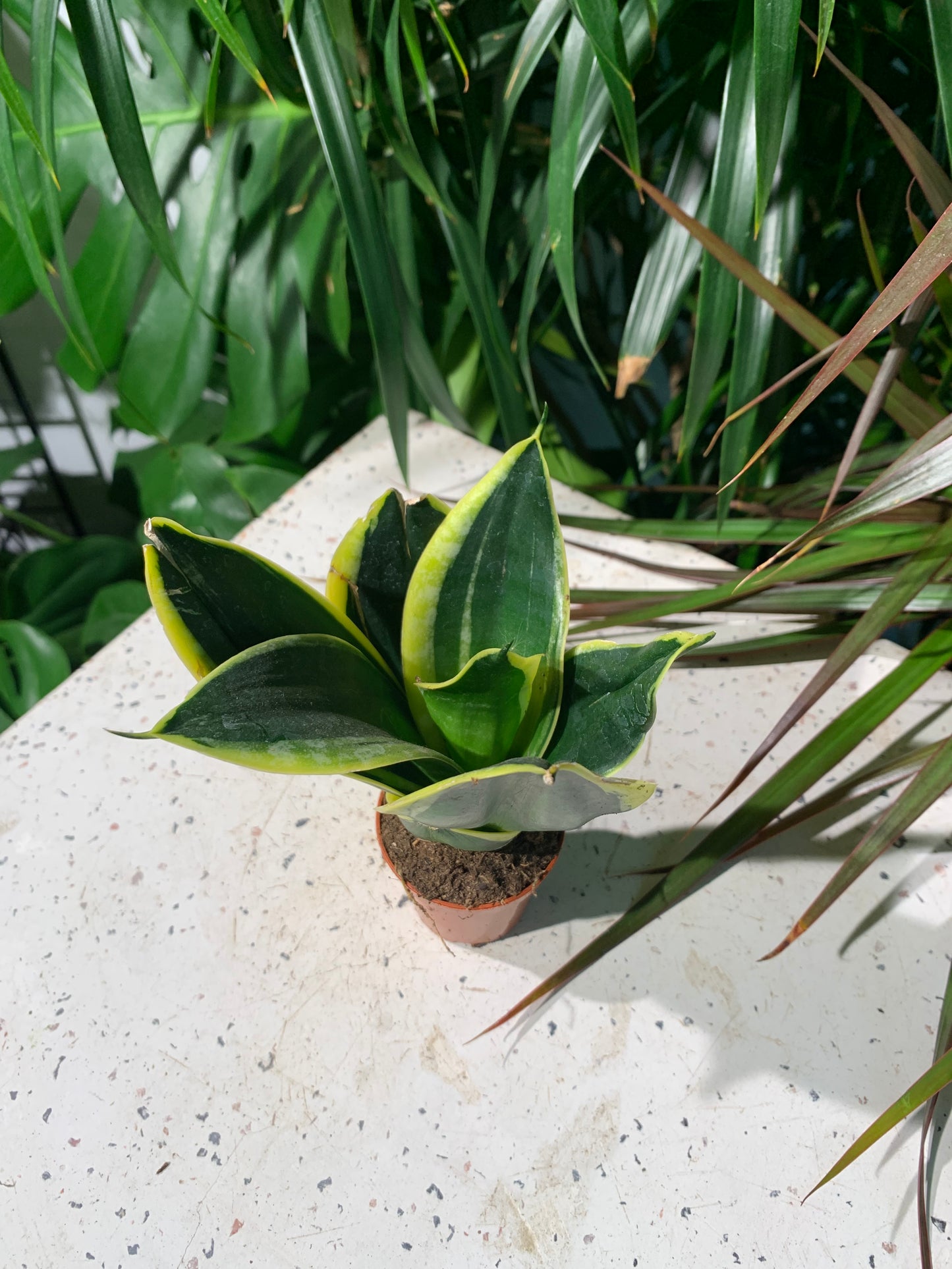 Birds Nest Snake Plant (Sansevieria hahnii 'Black Gold') in a 2 inch pot. Indoor plant for sale by Promise Supply for delivery and pickup in Toronto