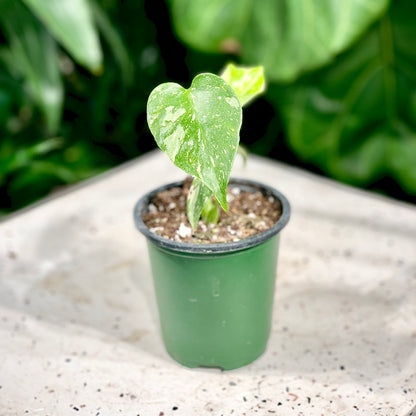 Variegated Monstera (Monstera deliciosa 'Thai Constellation') in a 4 inch pot. Indoor plant for sale by Promise Supply for delivery and pickup in Toronto