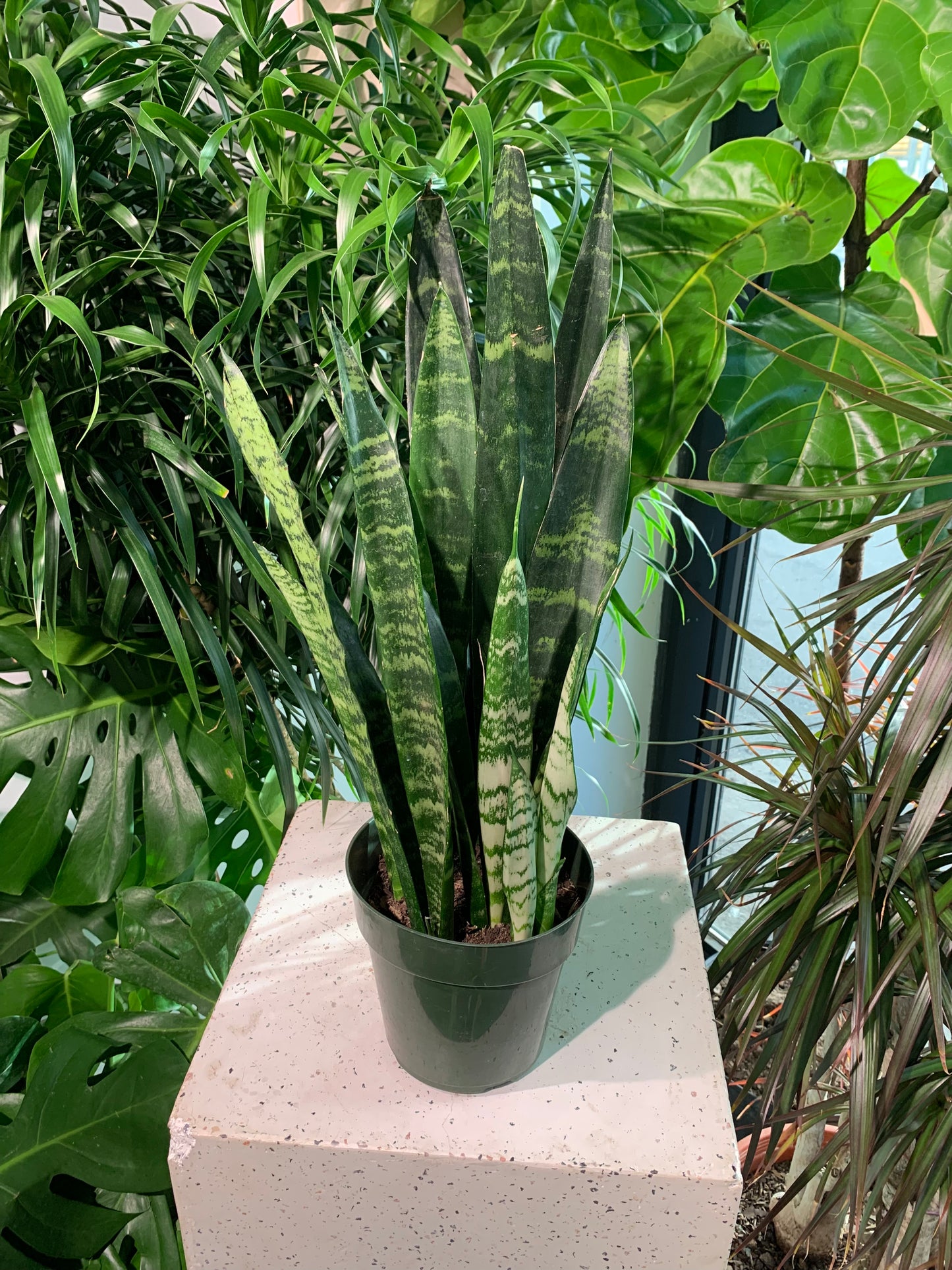 Black Coral Snake Plant (Sansevieria trifasciata 'Black Coral') in a 6 inch pot. Indoor plant for sale by Promise Supply for delivery and pickup in Toronto