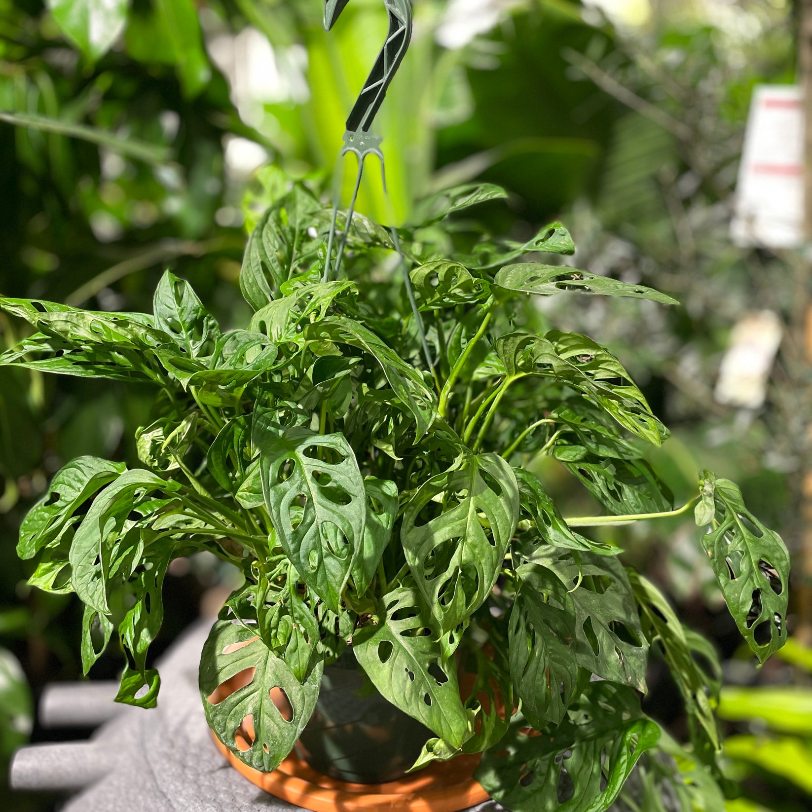 Swiss Cheese Vine | Monstera adansonii in a 8 inch hanging basket ...