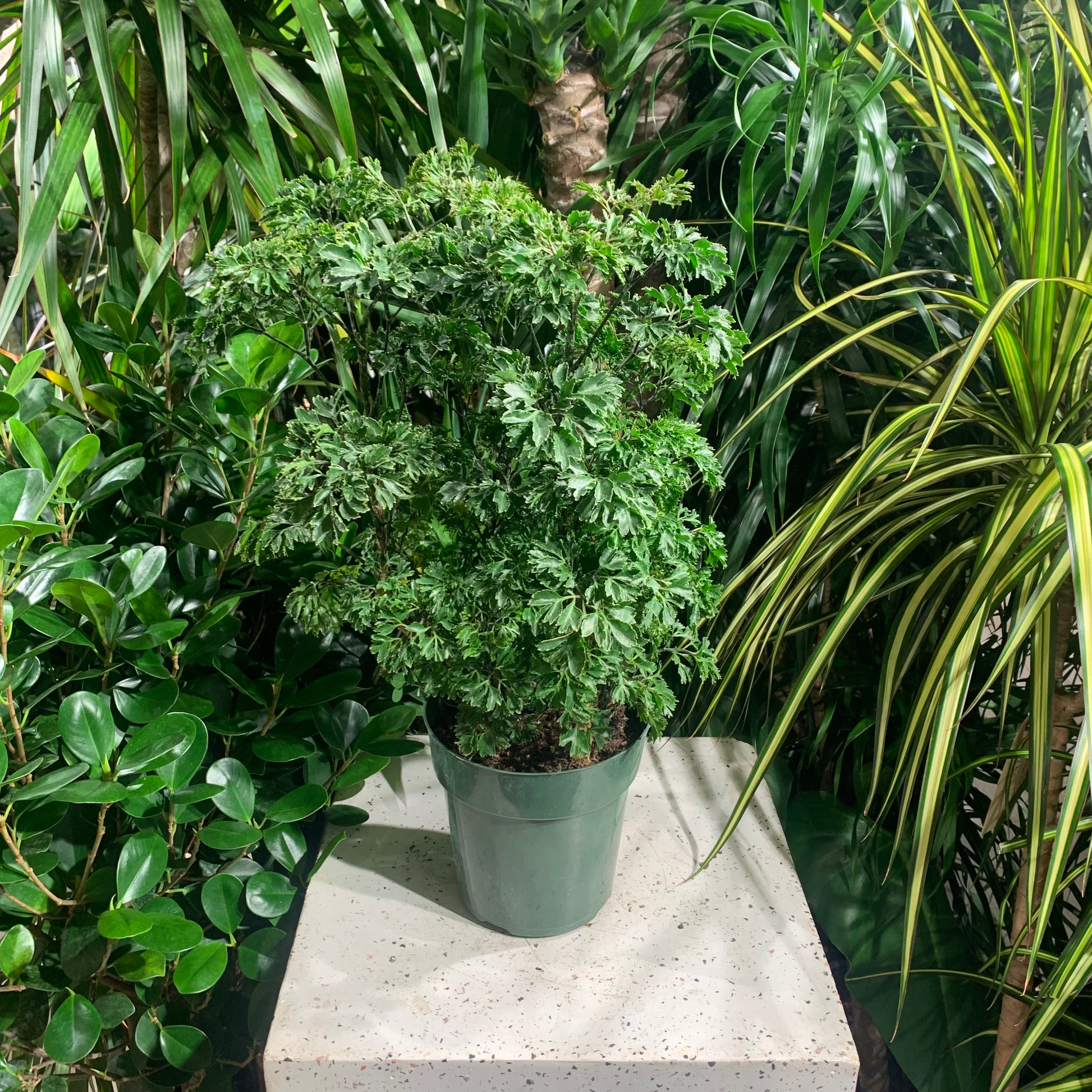 Parsley Aralia (Polyscias fruticosa) in a 6 inch pot. Indoor plant for sale by Promise Supply for delivery and pickup in Toronto