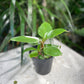 Birkin Philo (Philodendron) in a 4 inch pot. Indoor plant for sale by Promise Supply for delivery and pickup in Toronto