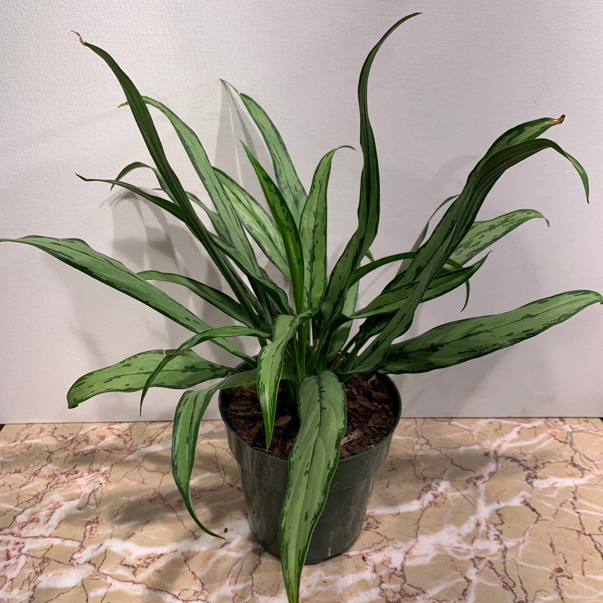 Chinese evergreen, Philippine evergreen (Aglaonema) in a 6 inch pot. Indoor plant for sale by Promise Supply for delivery and pickup in Toronto