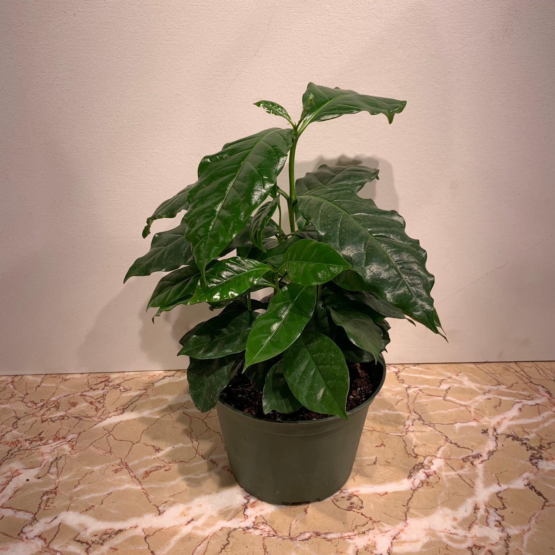 Coffee Plant (Coffee arabica) in a 6 inch pot. Indoor plant for sale by Promise Supply for delivery and pickup in Toronto