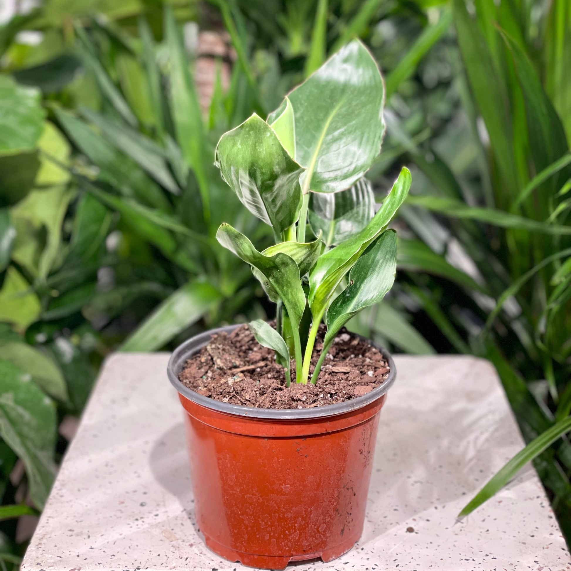 Orange Bird of Paradise, Banana Leaf Plant, Banana Tree (Strelitzia reginae) in a 6 inch pot. Indoor plant for sale by Promise Supply for delivery and pickup in Toronto