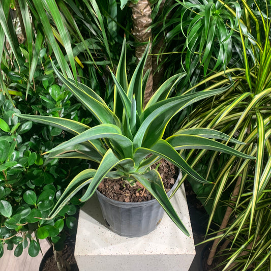 Variegated Agave (Agave deserti) in a 10 inch pot. Indoor plant for sale by Promise Supply for delivery and pickup in Toronto