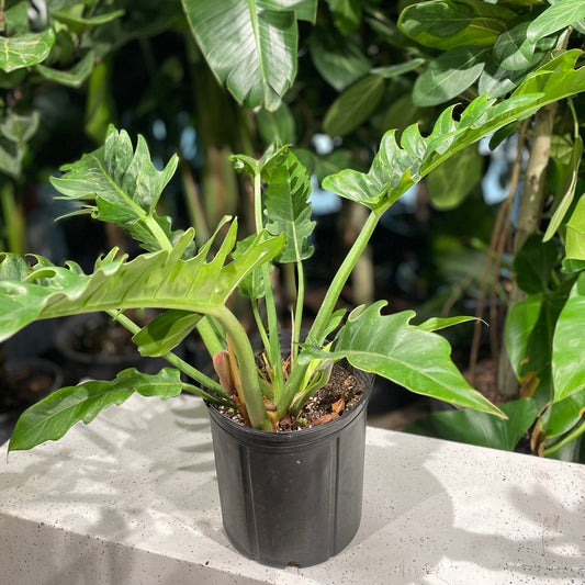 Tiger Tooth Philo (Philodendron) in a 10 inch pot. Indoor plant for sale by Promise Supply for delivery and pickup in Toronto