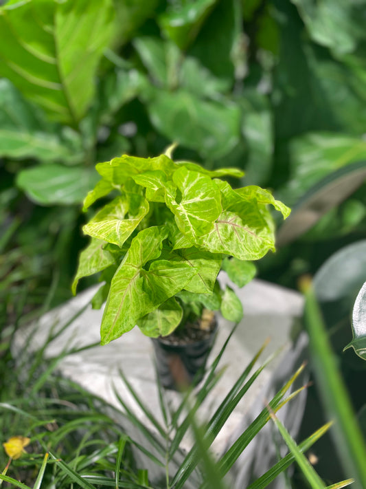 Golden Allusion Arrowhead Plant (Syngonium podophyllum) in a 4 inch pot. Indoor plant for sale by Promise Supply for delivery and pickup in Toronto