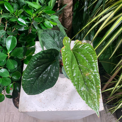 Quilted Hearts Anthurium (Anthurium Radicans x Luxurians) in a 4 inch pot. Indoor plant for sale by Promise Supply for delivery and pickup in Toronto