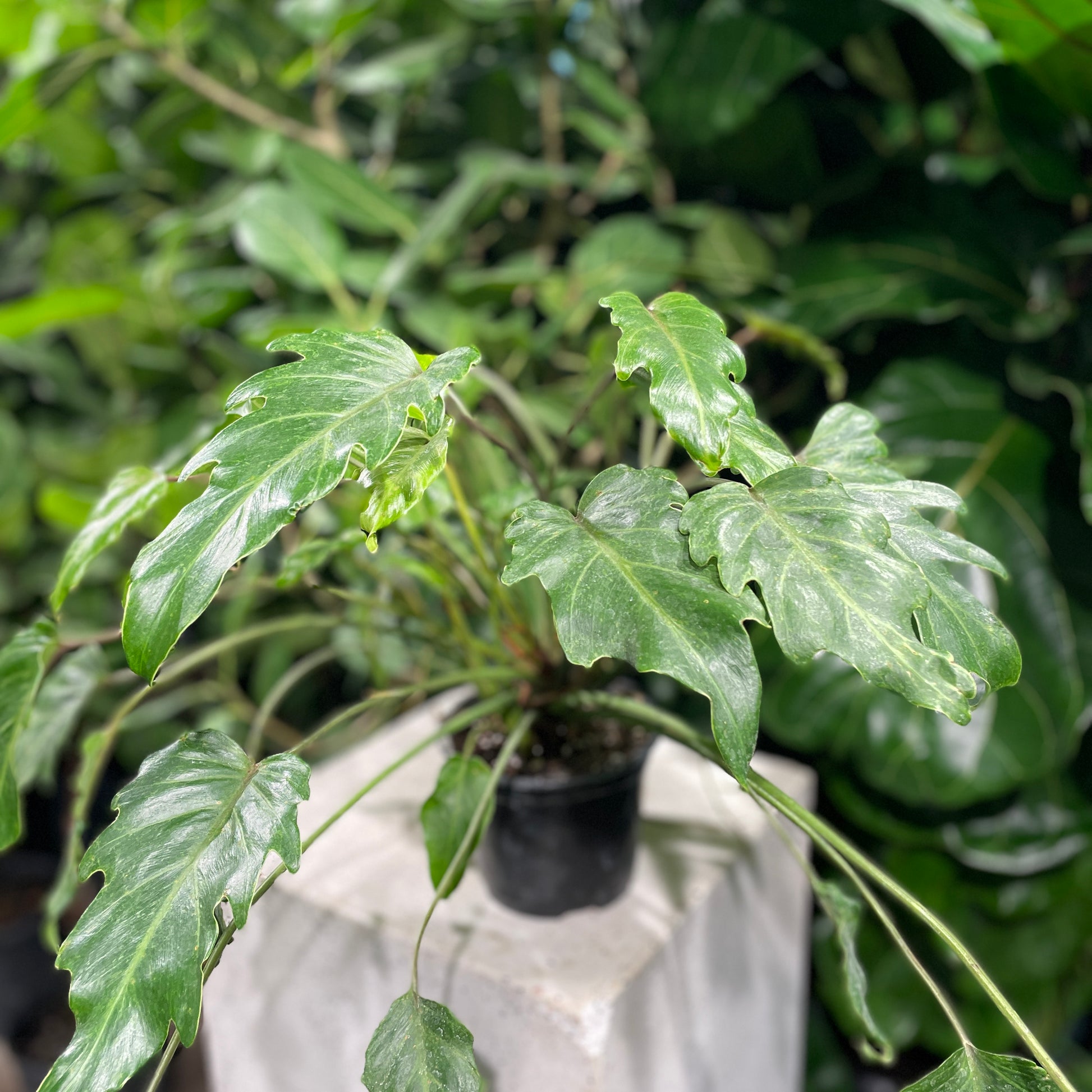 Winterbourn Philo (Philodendron xanadu) in a 6 inch pot. Indoor plant for sale by Promise Supply for delivery and pickup in Toronto