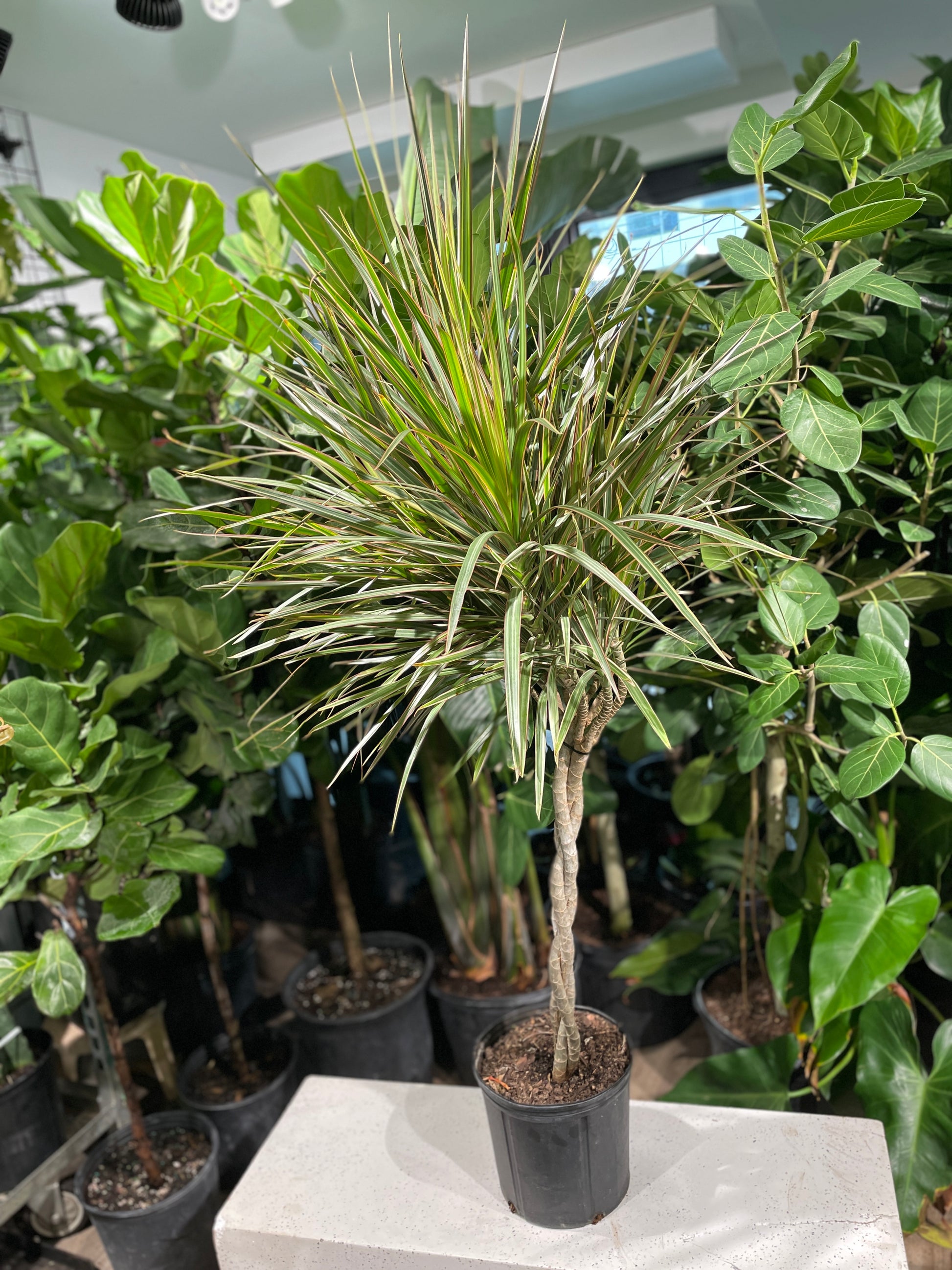 dracaena bicolour Braided Bicolour Dragon Tree - 10" Pot