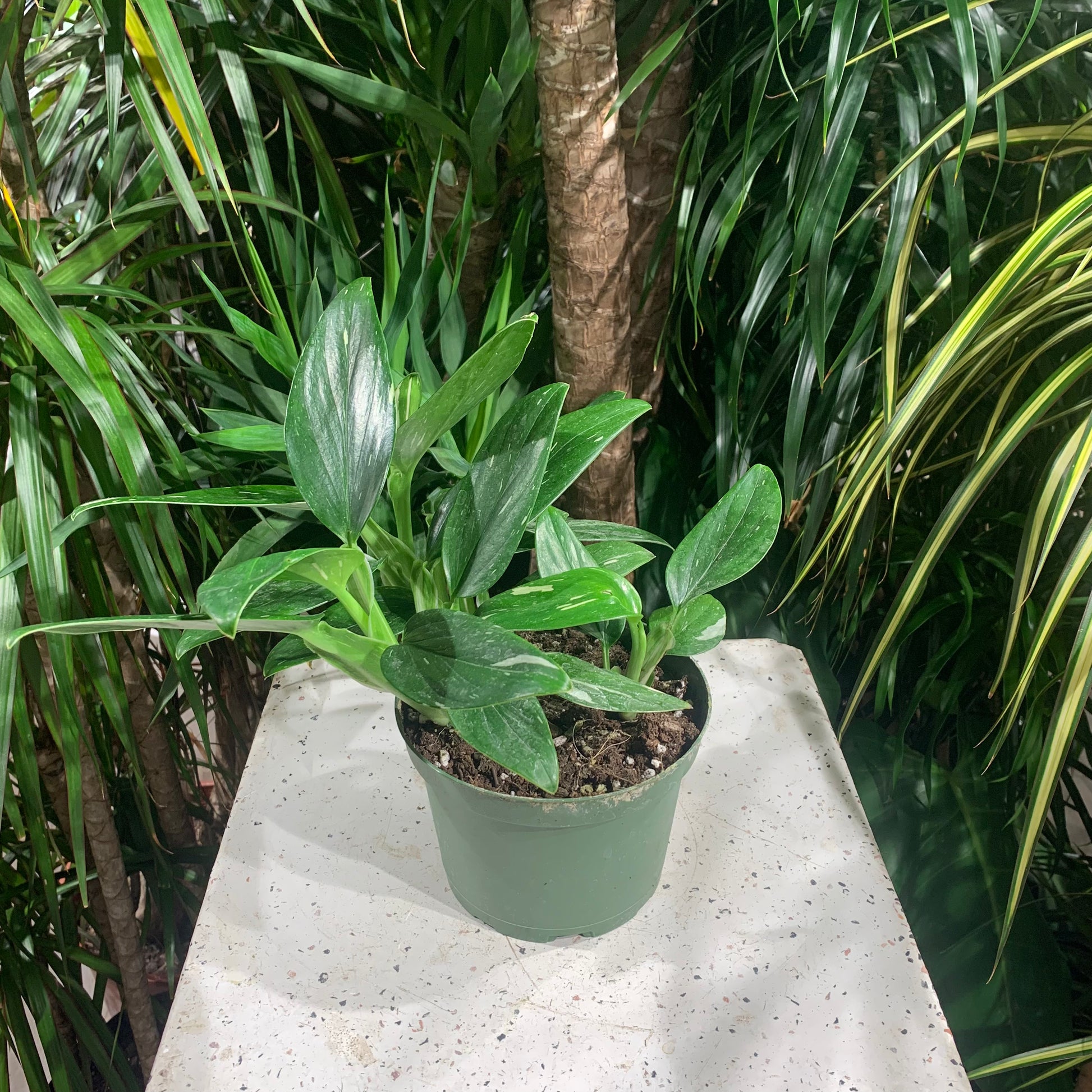 philodendron cobra monstera Philodendron Cobra: Monstera Standleyana - 6" Pot