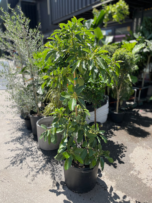 Avocado Tree in 18 nursery pot (Persea americana) in a 18 inch pot. Indoor plant for sale by Promise Supply for delivery and pickup in Toronto
