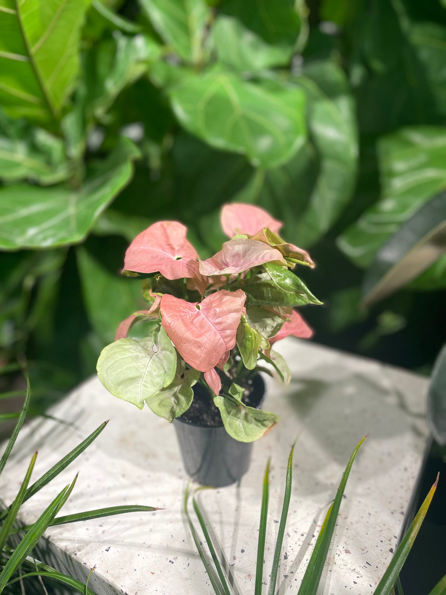 Pink Arrowhead Plant (Syngonium podophyllum) in a 4 inch pot. Indoor plant for sale by Promise Supply for delivery and pickup in Toronto